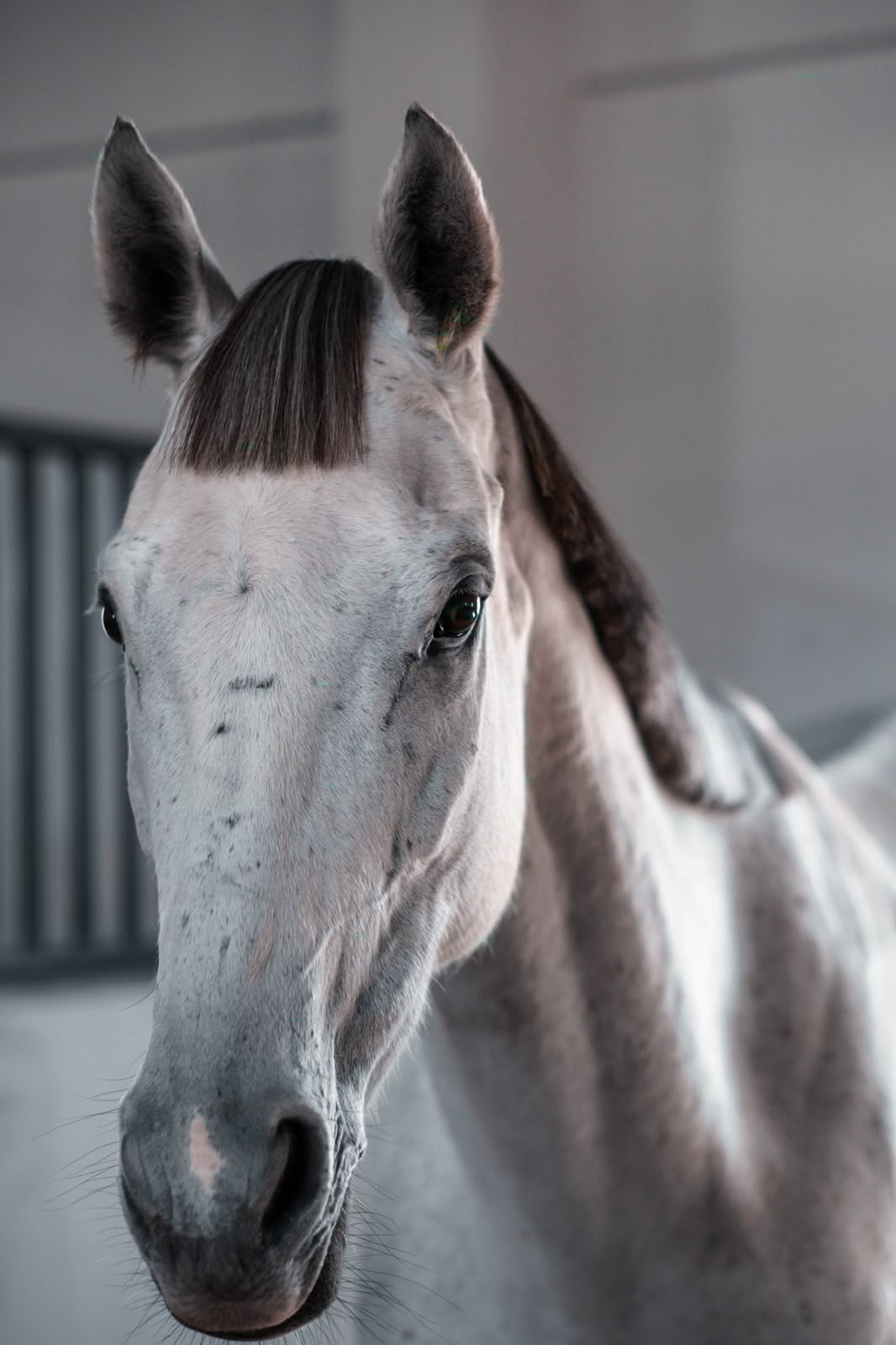 Portrait of a white horse available through Anna's horse sales service